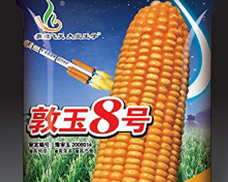 敦玉8號(hào)